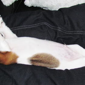 Slaap Goofy slaap...
