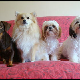 Camila, Cloudy, Deva en Sammy