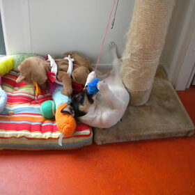 Fanny als pup