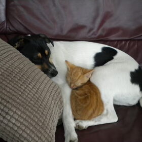 Nadat Jipke (poes) 2 dagen bij ons was, zag ik dit op de bank(L)