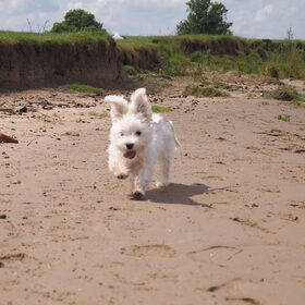 Hondenfoto van Inge, baasje van Gina, Flynn en Wobbe