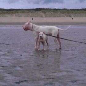Hondenfoto van Denise & Major