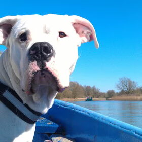 Varen in de biesbosch