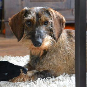 Hondenfoto van Pepijn & Otis