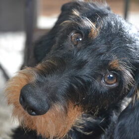 Hondenfoto van Pepijn & Otis