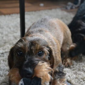 Hondenfoto van Pepijn & Otis