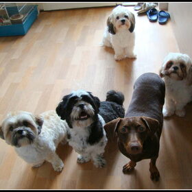 Sammy, Senna, Joepie, Camila en Deva