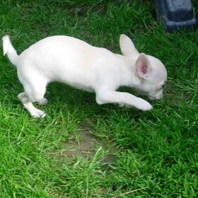 Woehoeew gras!