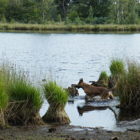 Hondenfoto van De Mecheltjes clan