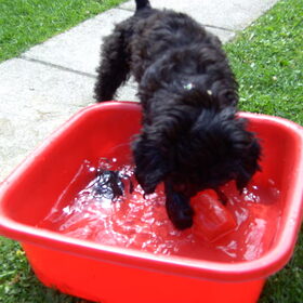 watergewenning