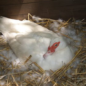 Piep zit ook te broeden ,juni 2012