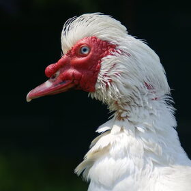 Elvis,onze barberie woerd