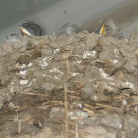 Nest zwaluwen,juni 2012