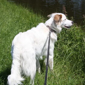 Hondenfoto van Sam,Saltarin,Muis,Zara,Terra+en Paco 
