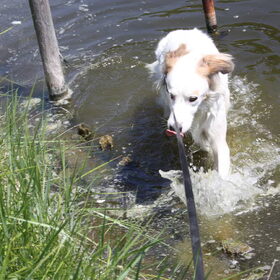 Hondenfoto van Sam,Saltarin,Muis,Zara,Terra+en Paco 
