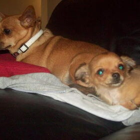 Chicca met Chanty als pup!