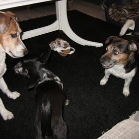 Bowie met jazz zijn vriendinnetje rechts en zijn vriendje jack…