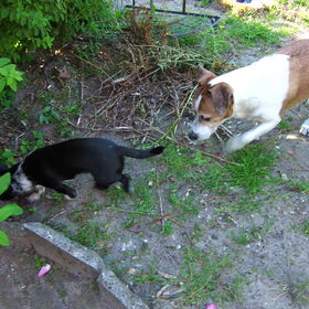 Bowie lekker met zen vriendje jack de grote tuin van oma aan het…