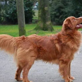vader van onze pup