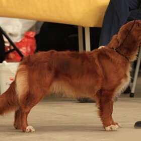 moeder van onze pup