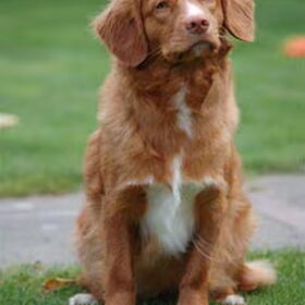 moeder van onze pup