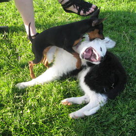 Hondenfoto van Jamie & Lela