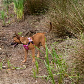 Hondenfoto van Hetty & Skipper