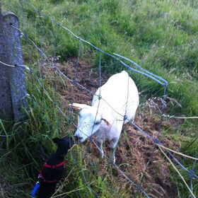 Noujah..vreemde hond of niet..kusje!