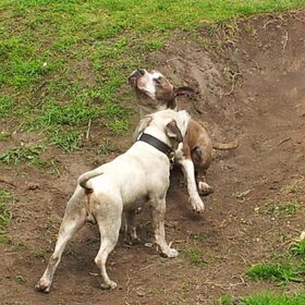 Hondenfoto van Debbie & Denzel