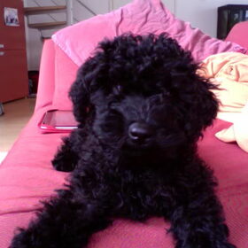 Hondenfoto van Dewi & de doodles