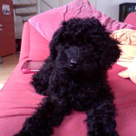 Hondenfoto van Dewi & de doodles