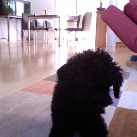 Hondenfoto van Dewi & de doodles