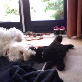 Hondenfoto van Dewi & de doodles