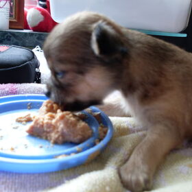 luna eerste keer eten