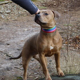 Hondenfoto van Chris, Yankee & Chinook & Suga