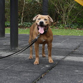 Hondenfoto van Chris, Yankee & Chinook & Suga