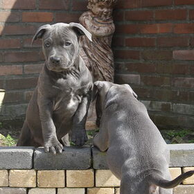 Hondenfoto van Chris, Yankee & Chinook & Suga