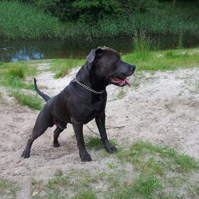 Hondenfoto van Chris, Yankee & Chinook & Suga