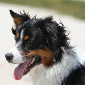 Hondenfoto van Puck en Inca
