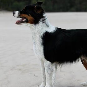 Hondenfoto van Puck en Inca