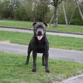 Hondenfoto van Chris, Yankee & Chinook & Suga