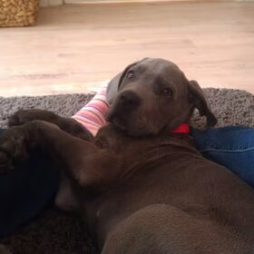 Hondenfoto van Kimberley