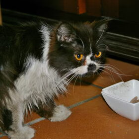 Hondenfoto van Adinda, Runeke, Paloma, Wolf, Pixie en poes Uncas
