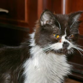 Hondenfoto van Adinda, Runeke, Paloma, Wolf, Pixie en poes Uncas