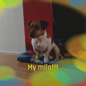 Hondenfoto van Hester, Milo en Beau