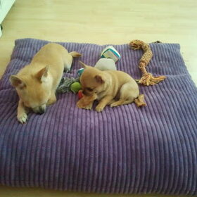 Daisey & Zoëy