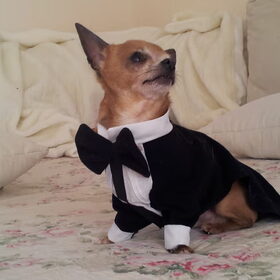 Hondenfoto van chihuahua's