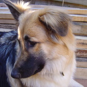 Hondenfoto van Amy