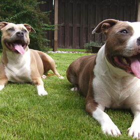 Hondenfoto van ilja<3 Aiko&Kira
