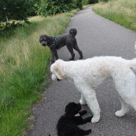Hondenfoto van Dewi & de doodles